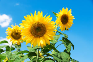 Sonnenblumen vor blauem Himmel