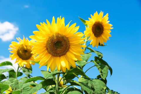 Sonnenblumen vor blauem Himmel