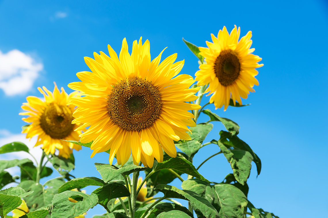 Sonnenblumen vor blauem Himmel
